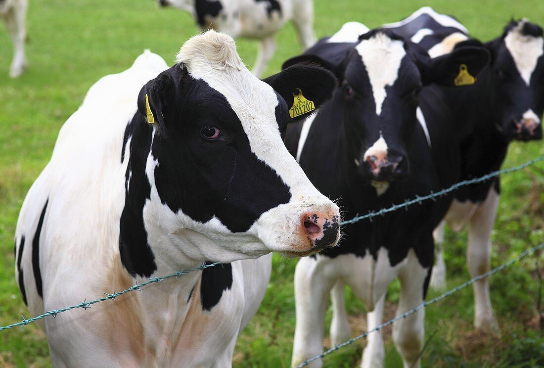 Holstein Friesian Rinder auf der Weide