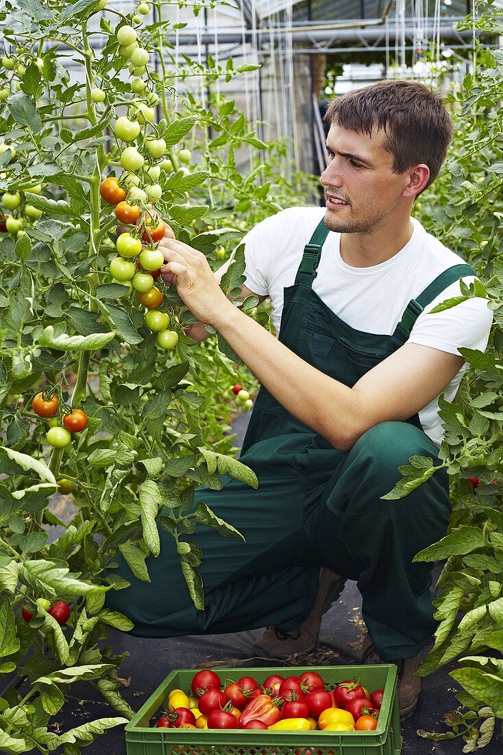 Bauer im Gewächshaus erntet reife Tomaten
