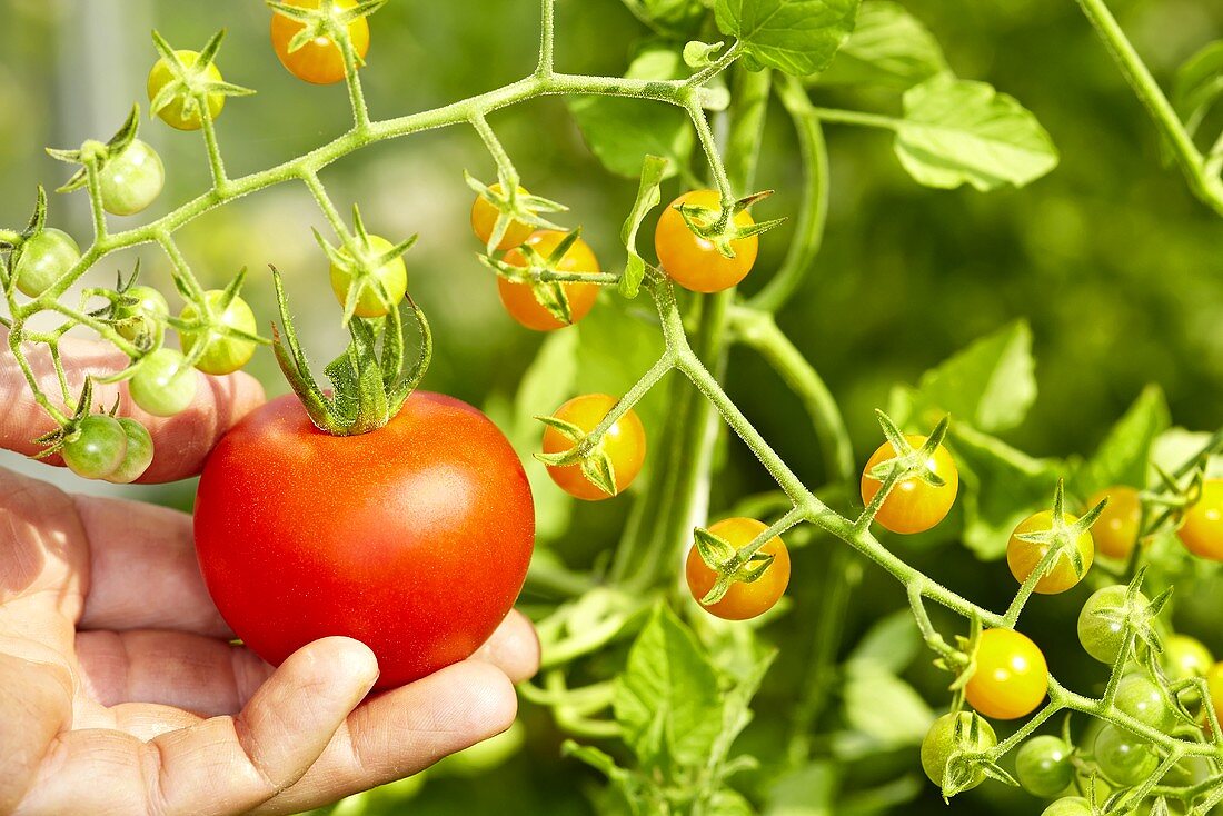 Tomaten: Sorte 'Ruthje' und Sorte 'Gelbe Johannisbeere'