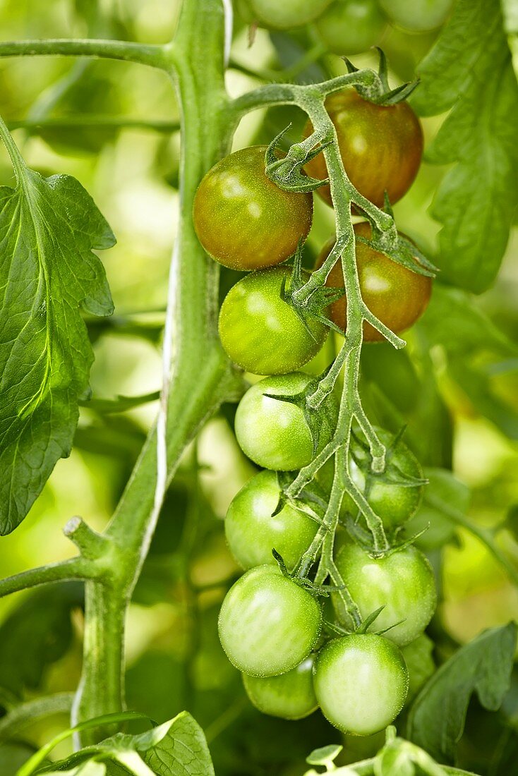 Bio-Tomaten der Sorte 'Green Grape'