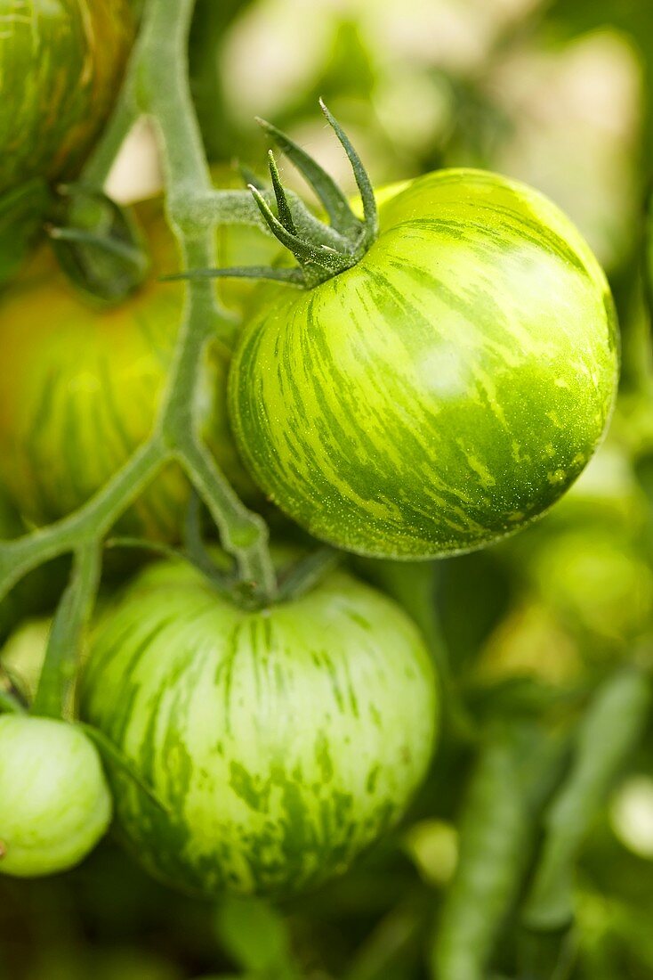 Bio-Tomaten der Sorte 'Green Zebra'
