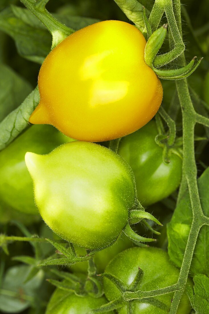 Bio-Tomaten der Sorte 'Lemon Tree'