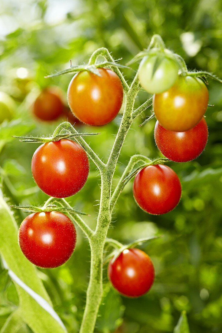 Bio-Tomaten der Sorte 'Resi'