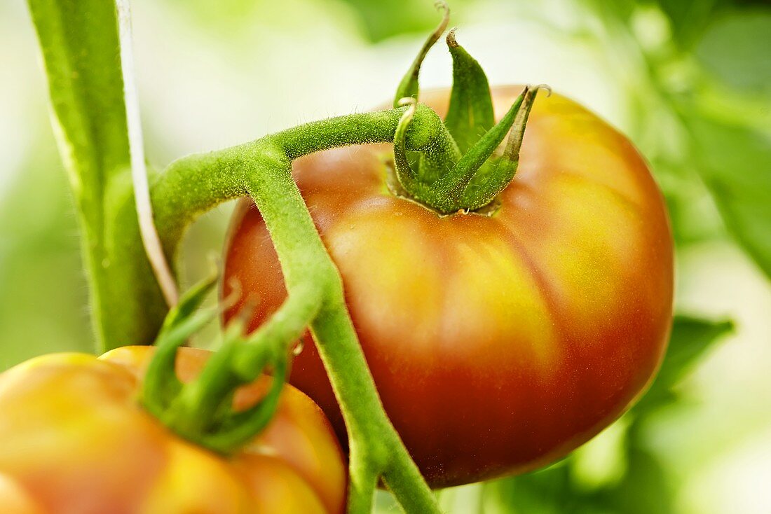 Bio-Tomaten der Sorte 'Berner Rose'