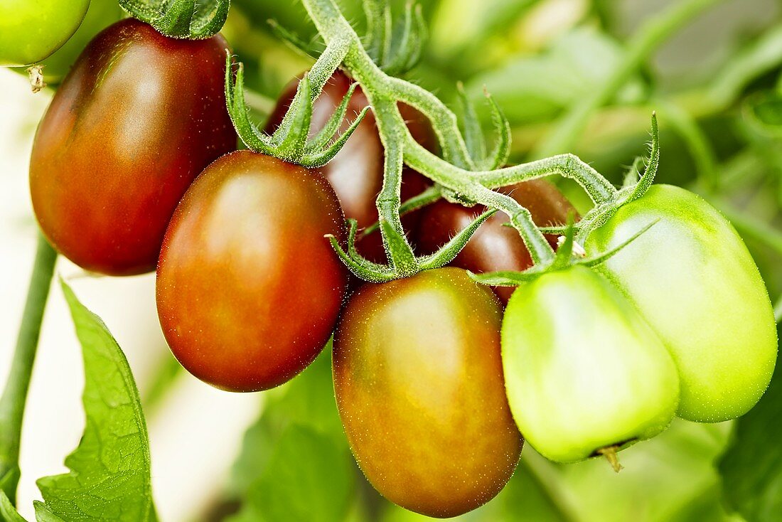 Bio-Tomaten der Sorte 'Black Plum'