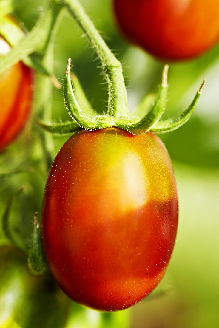 'Black Plum' organic tomatoes