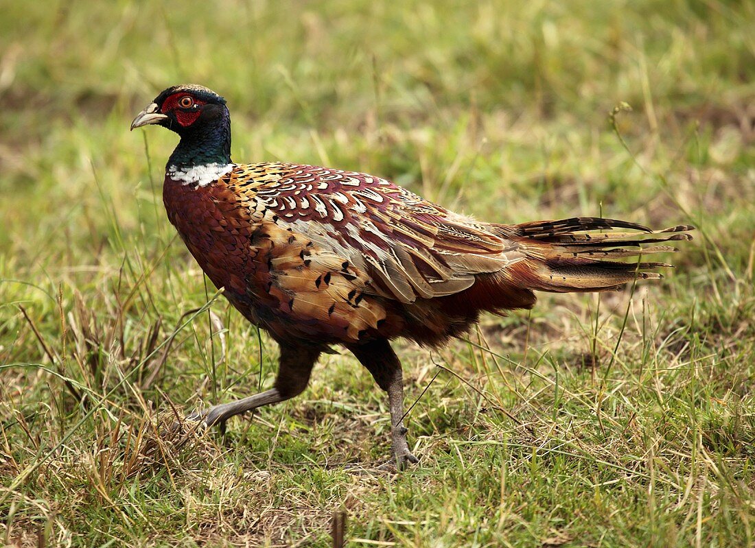 A pheasant in a field
