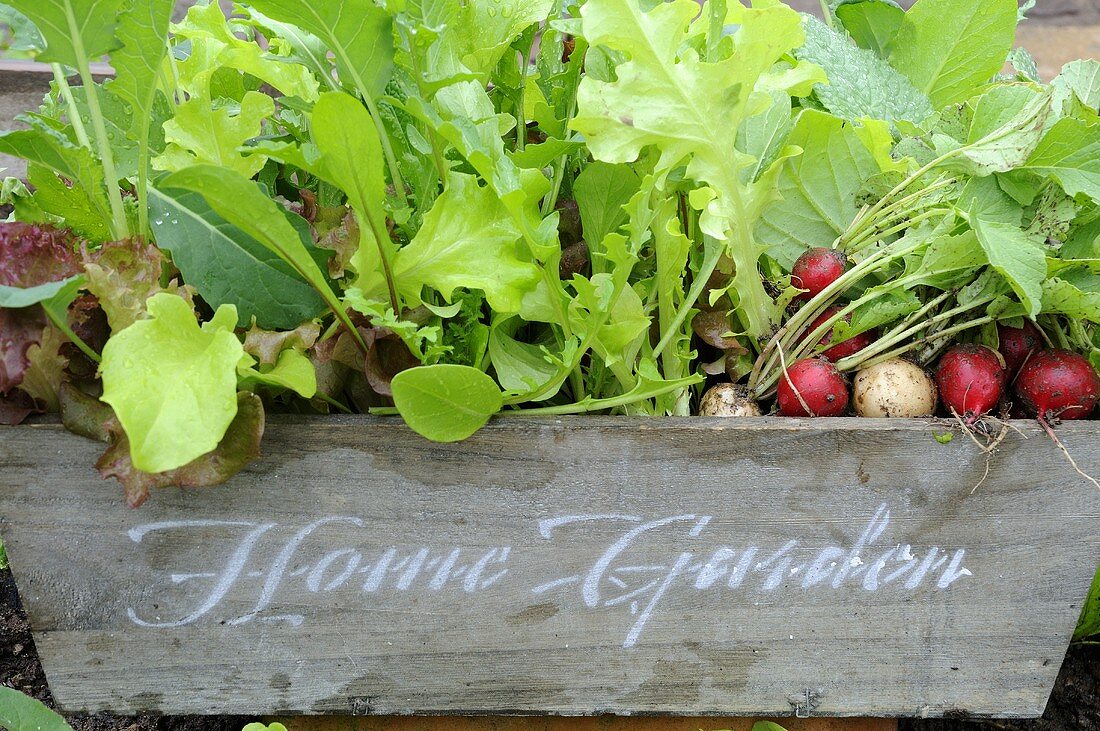 Various types of lettuce and radishes in a wooden crate