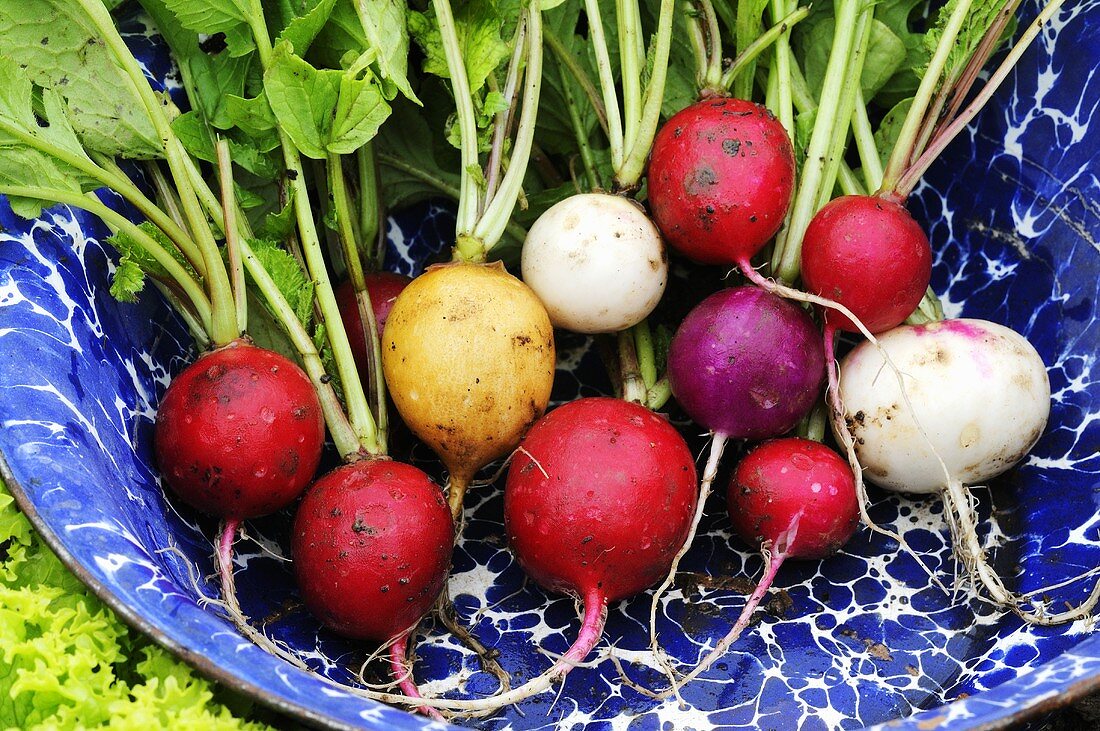 Various radishes on a plate