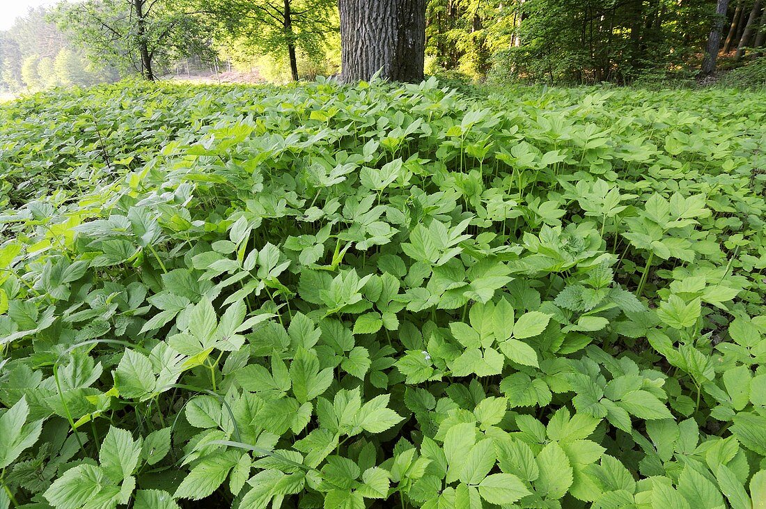 Ground-elder in a forest