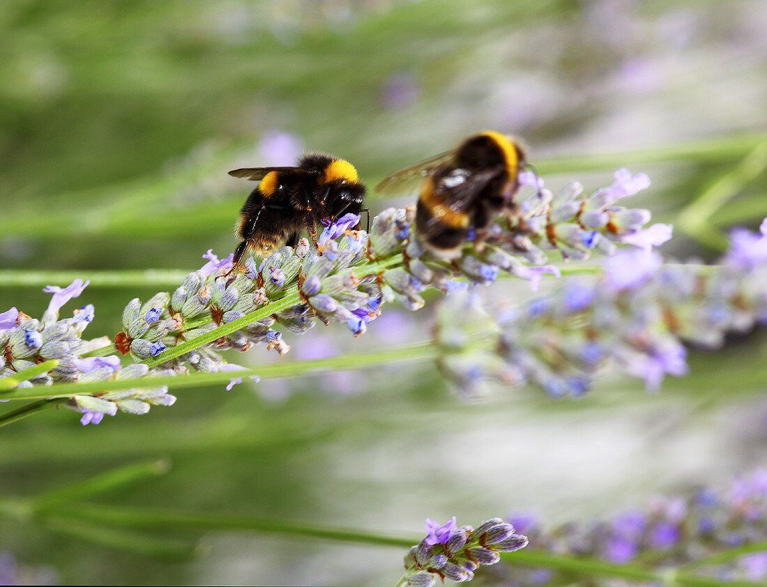Bees on lavender flowers