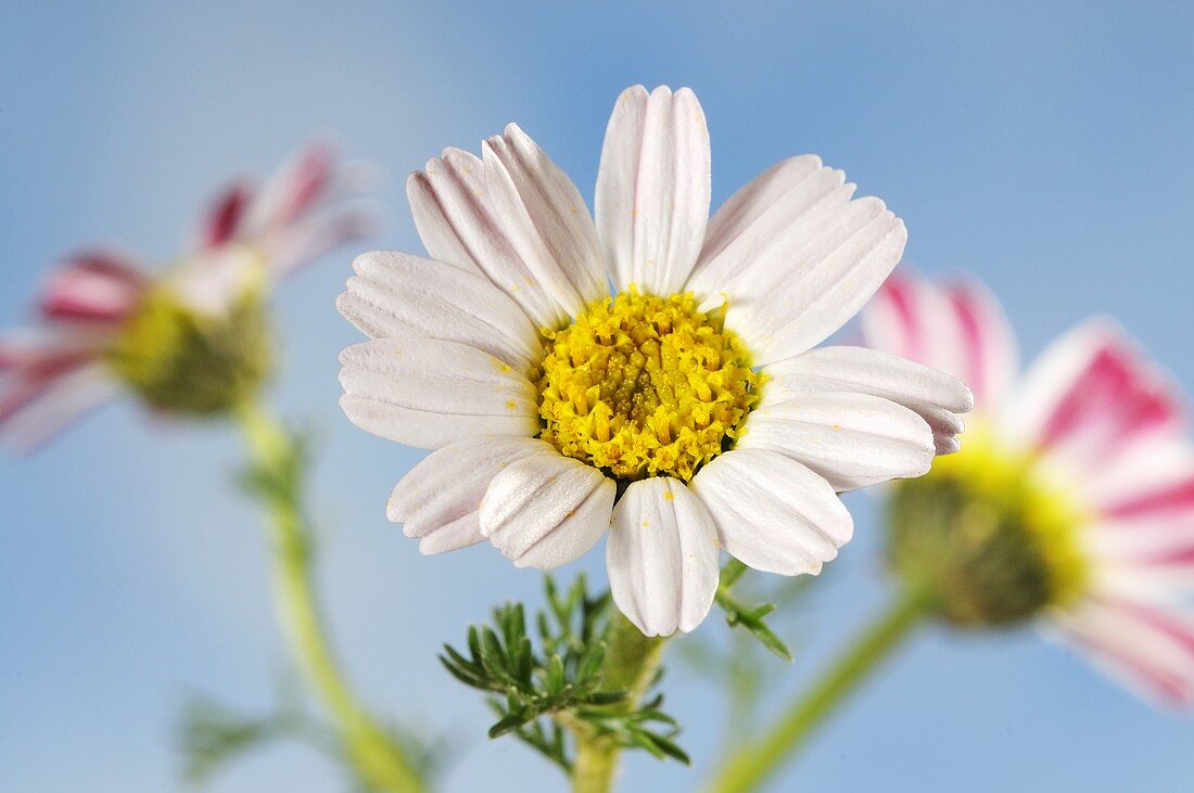 Blüten vom Römischen Bertram (Anacyslus pyrethrum)