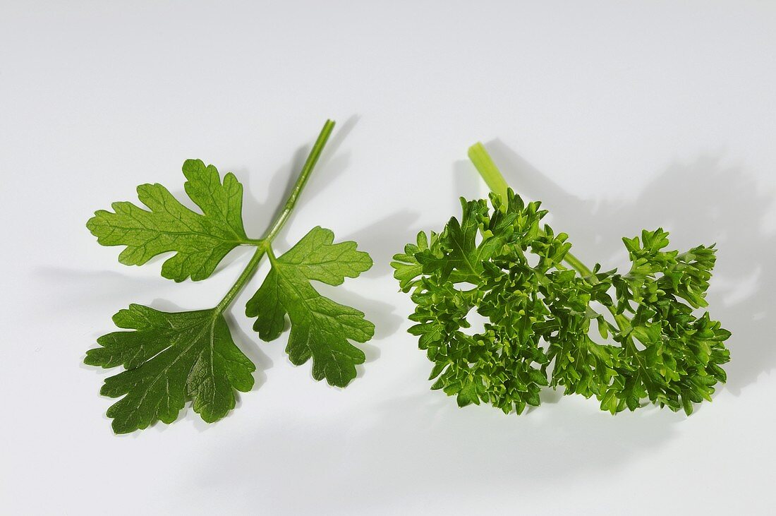 Common parsley and flatleaf parsley
