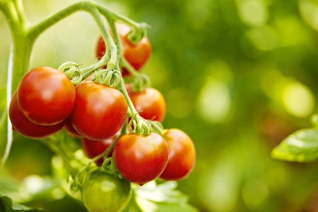 Bio-Tomaten der Sorte 'Ruthje'