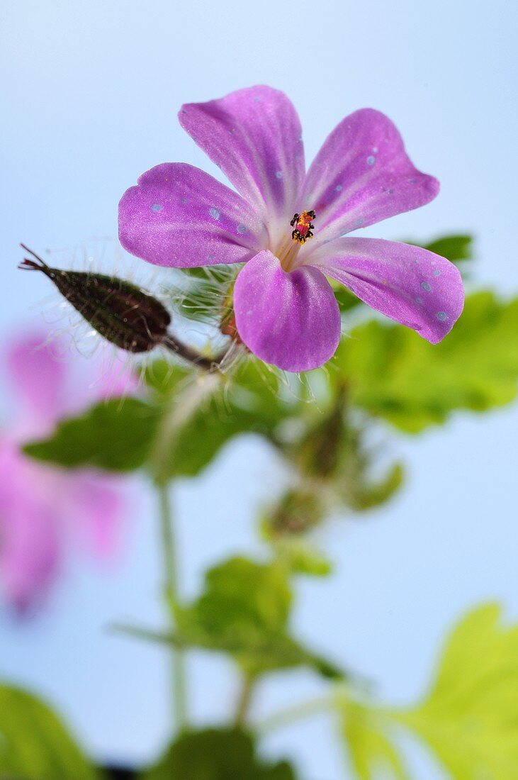 Herb robert (geranium robertianum) with a flower