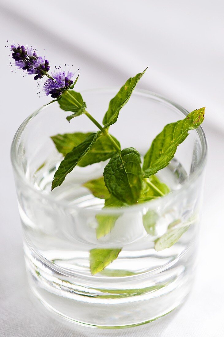A flowering sprig of mint in a glass of water