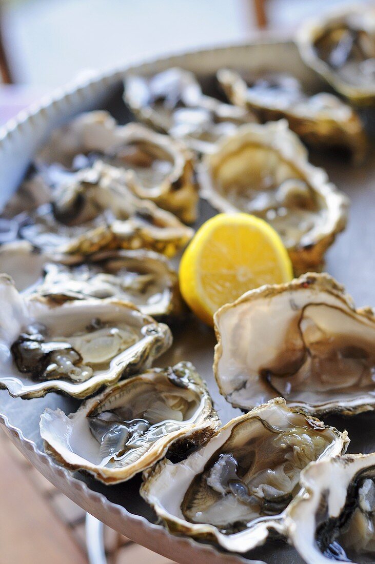 Fresh oysters from France
