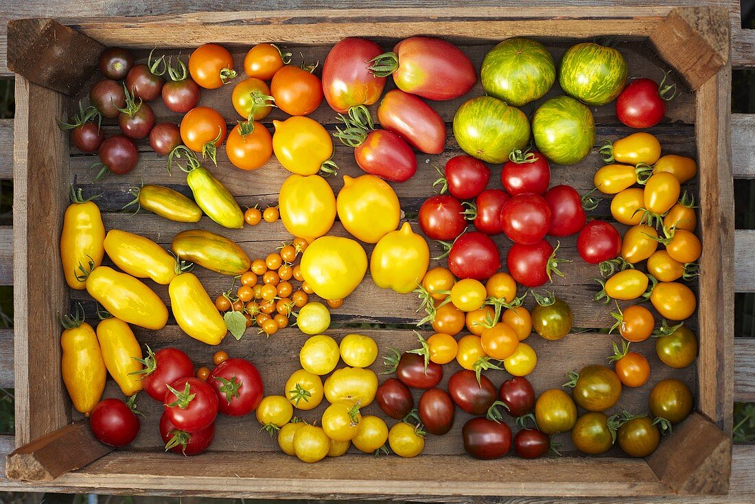 Various types of organic tomatoes in a wooden crate