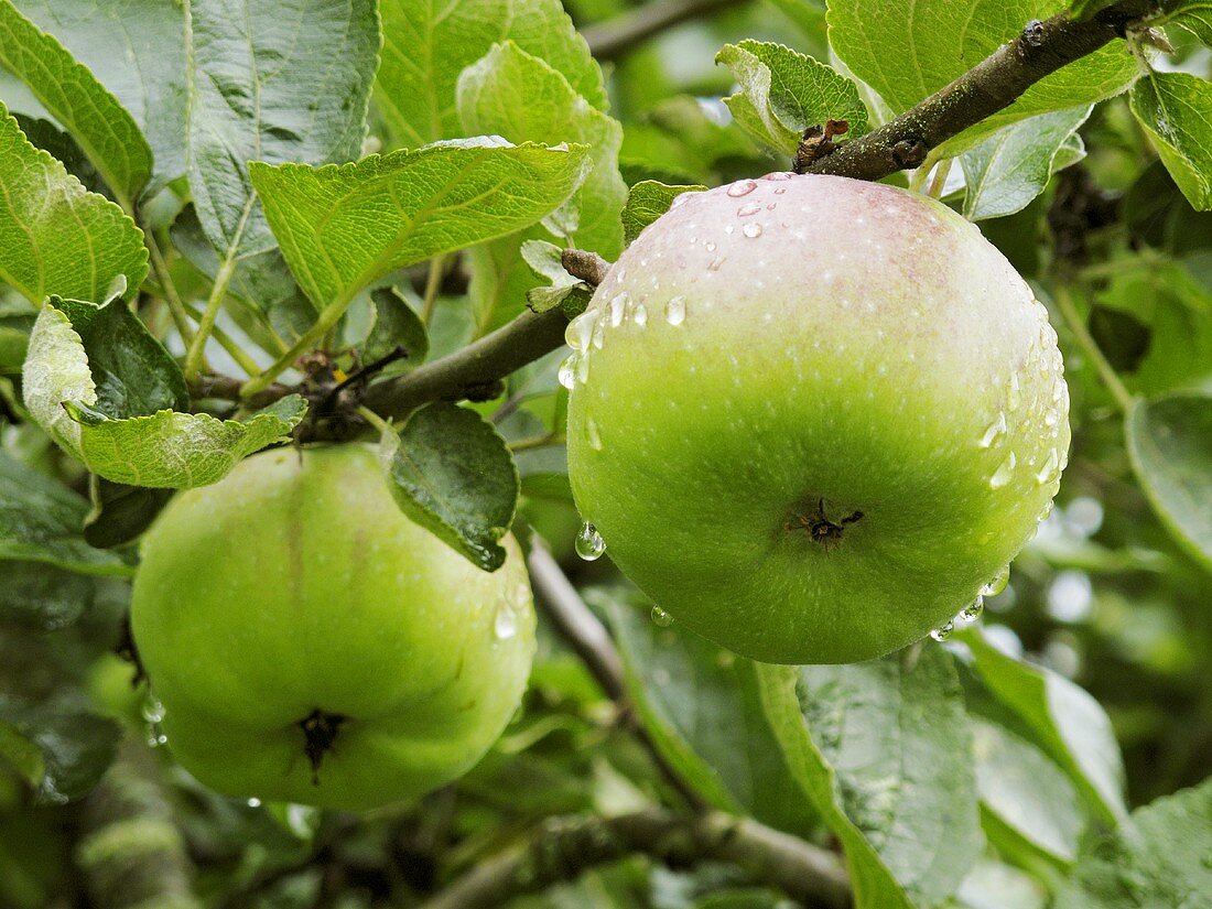 Äpfel mit Wassertropfen am Baum (Nahaufnahme)