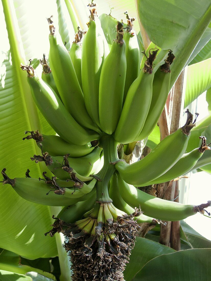 Bunch of bananas on the plant