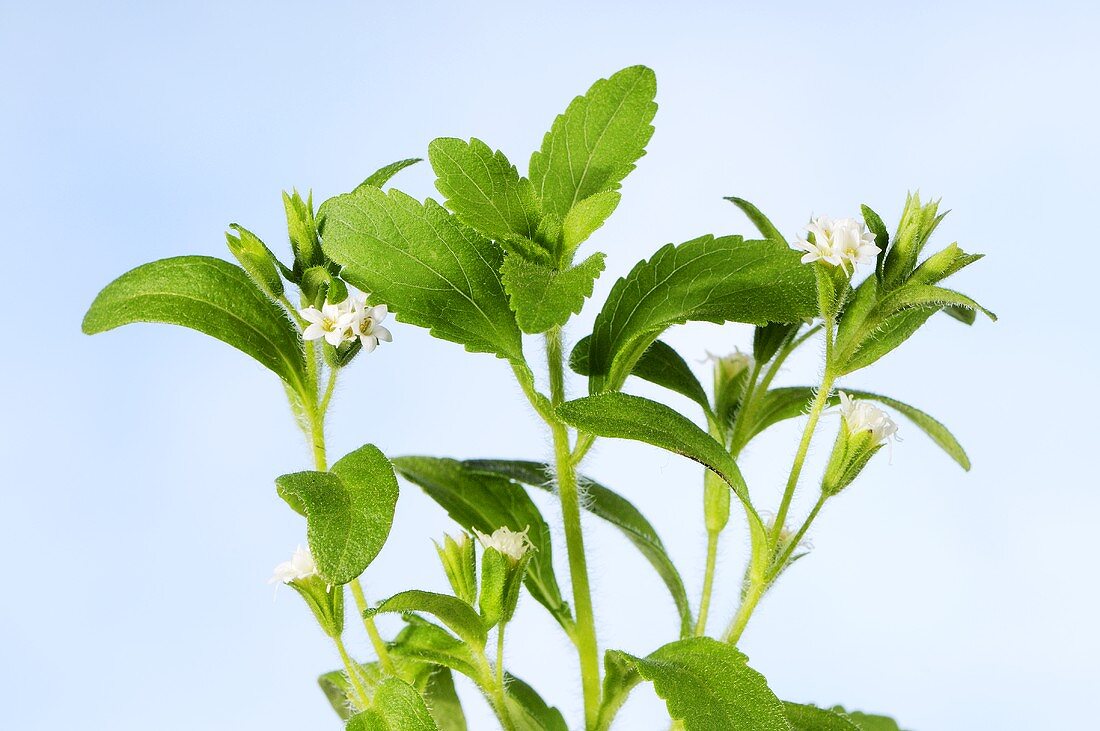 Honigkraut (Stevia rebaudiana)