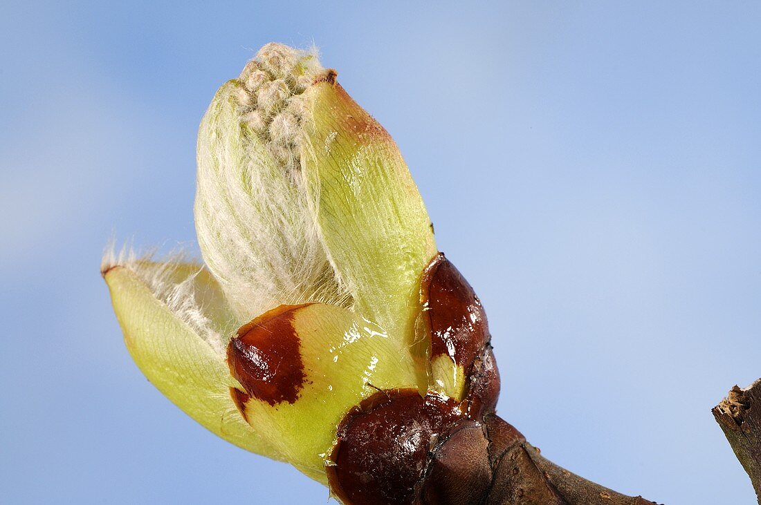 A horse chestnut bud (Aesculus hippocastanum)