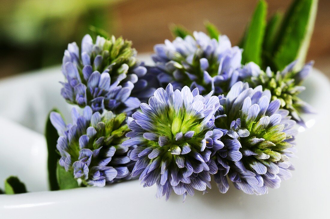 Schabzigerklee, auch Blauer Steinklee (Trigonella caerulea)