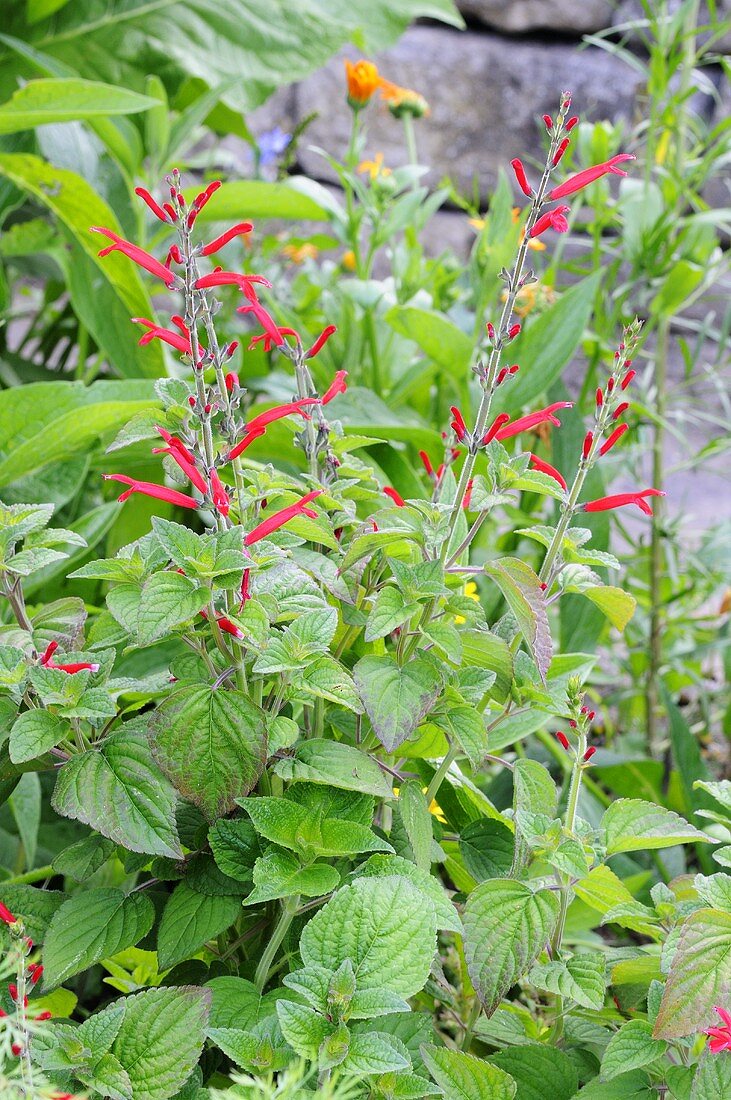 Ananassalbei (Salvia rutilans)