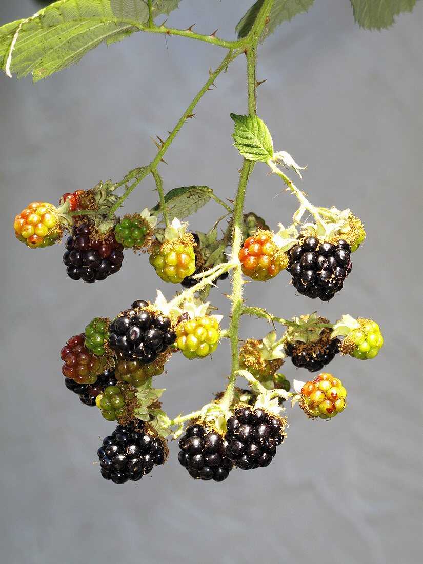 Brombeeren am Zweig