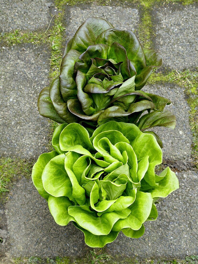 Two lettuces