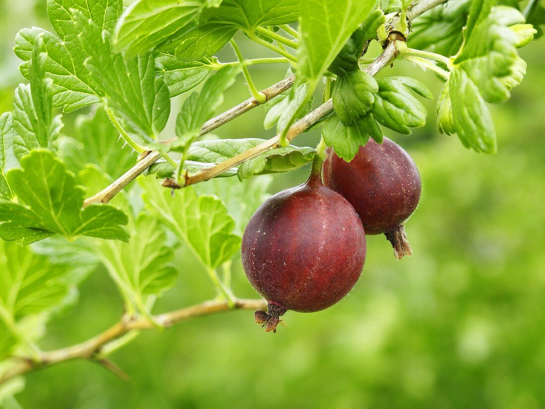 Gooseberries on the bush