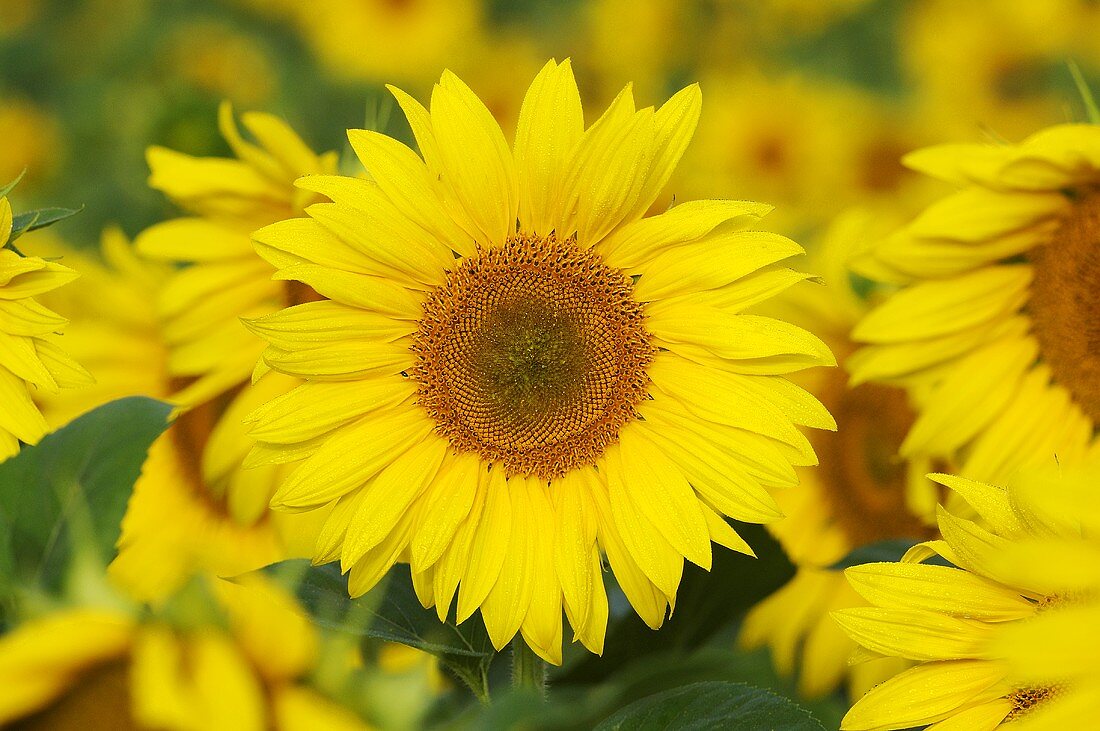 Sonnenblume (Helianthus annuus)