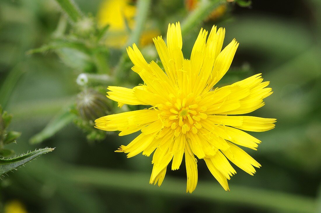 Gewöhnliches Bitterkraut (Picris hieracioides)