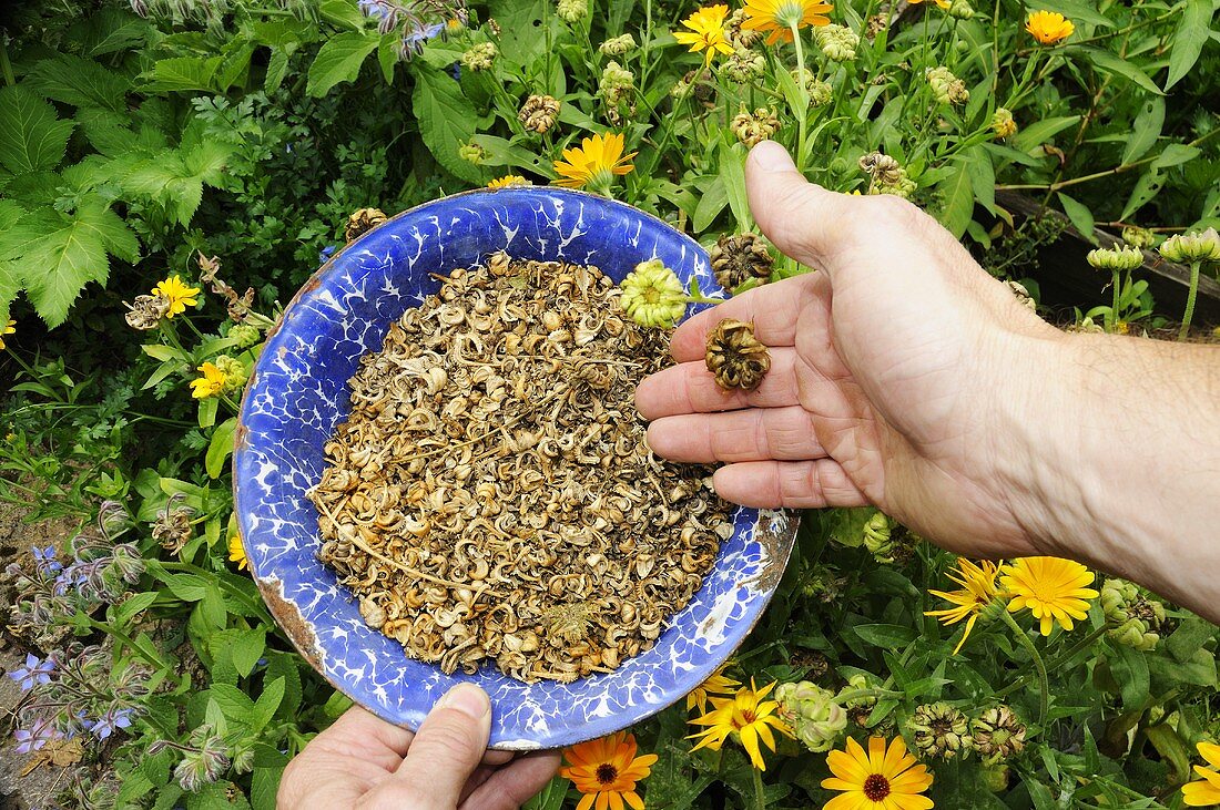 Ringelblumensamen (Calendula officinalis)