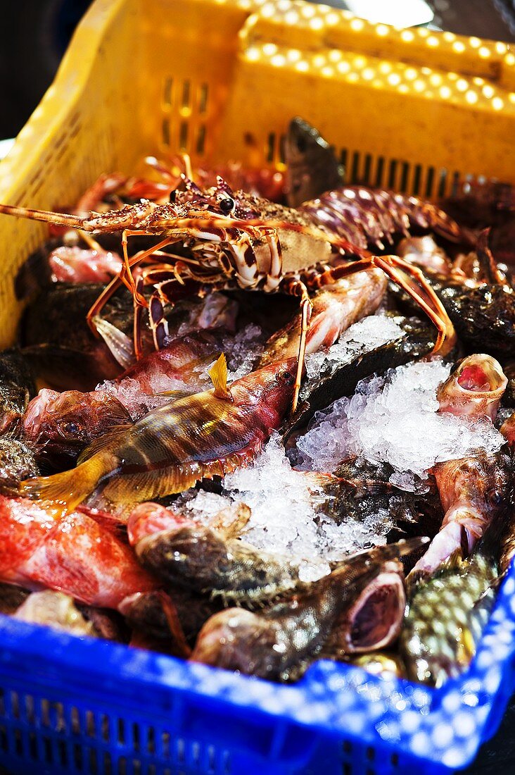 Fische und Langustinen in Steige am Markt