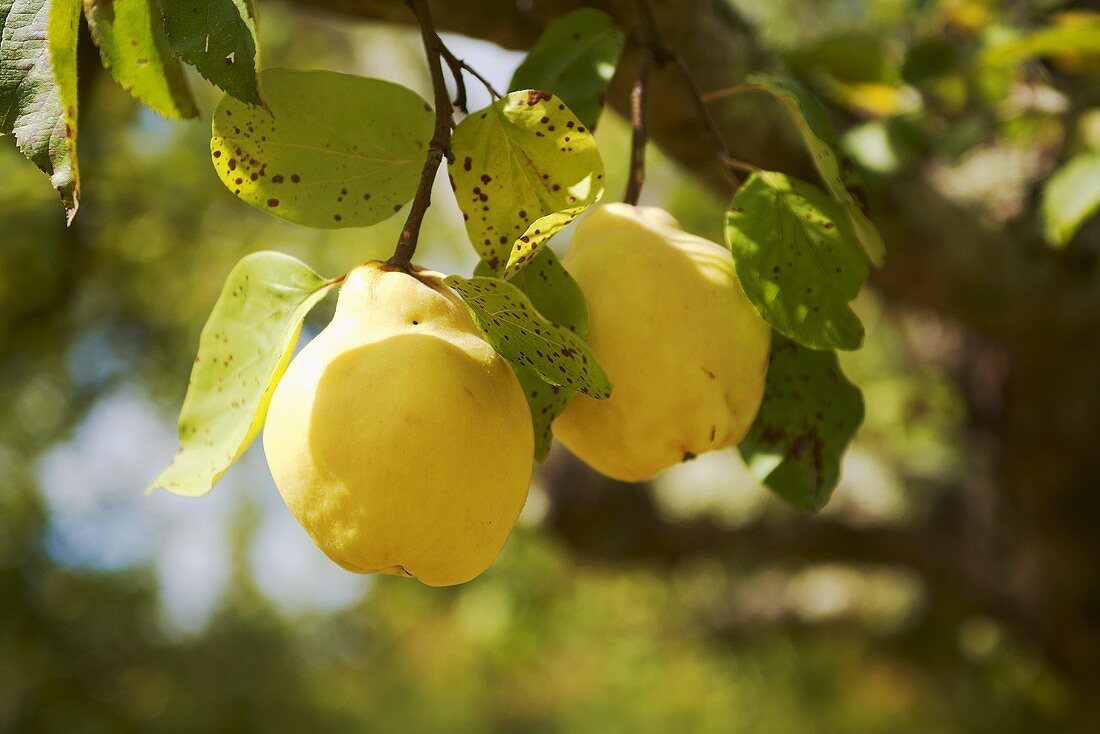Two quinces in a tree