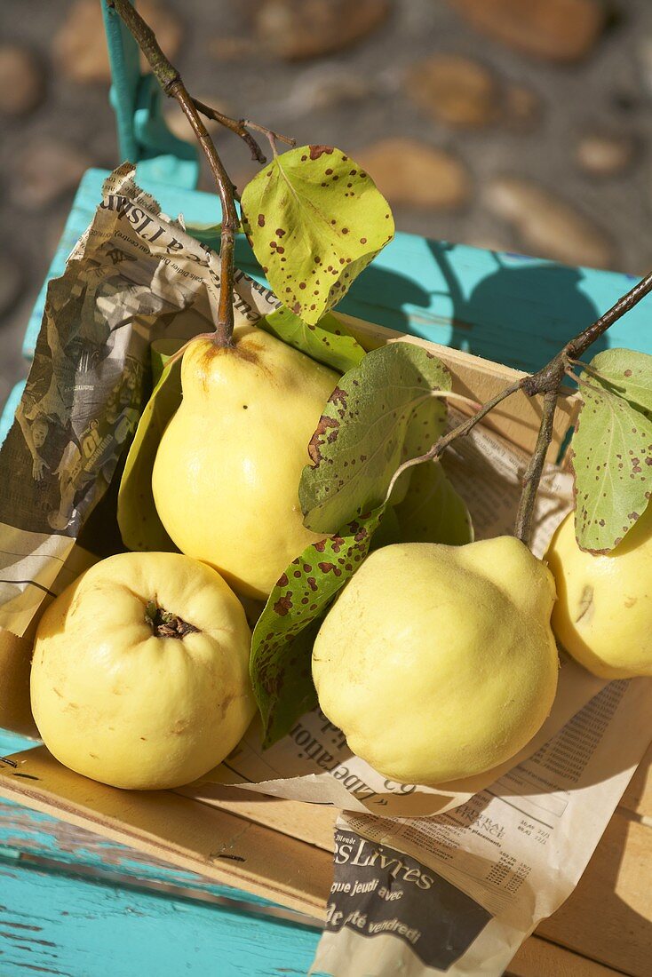 Quinces on a newspaper in a crate