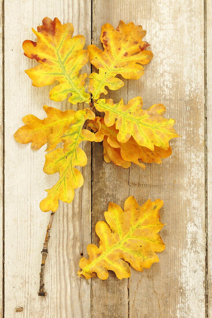 Autumnal oak leaves on a wooden surface