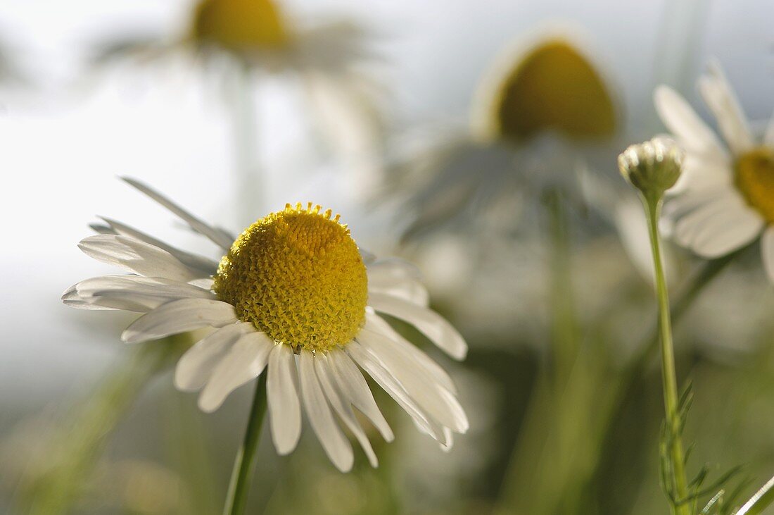 Kamillenblüten (Nahaufnahme)