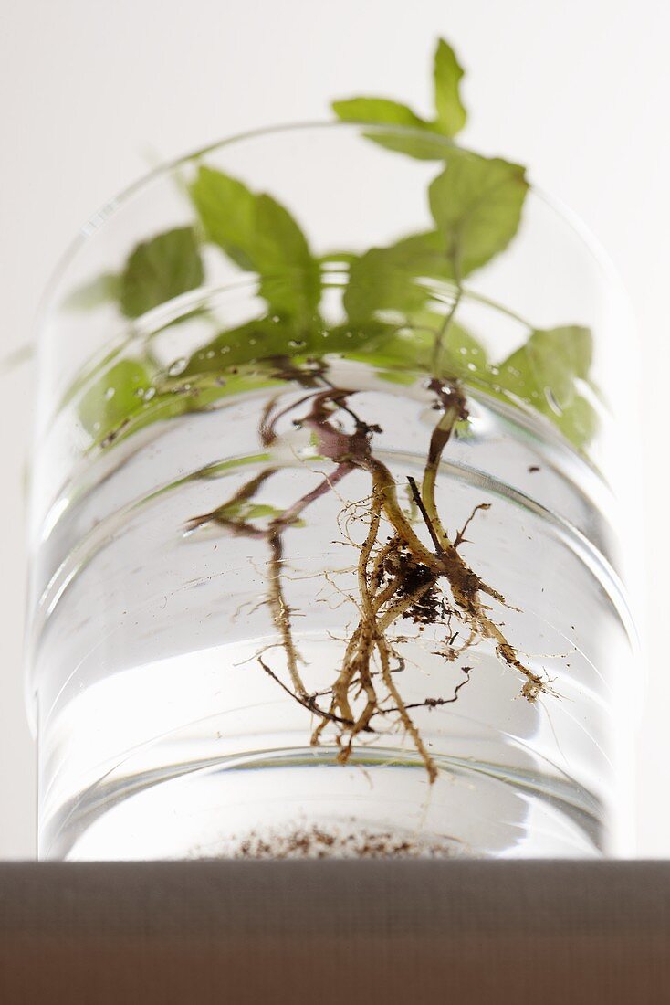 A peppermint plant in a glass of water