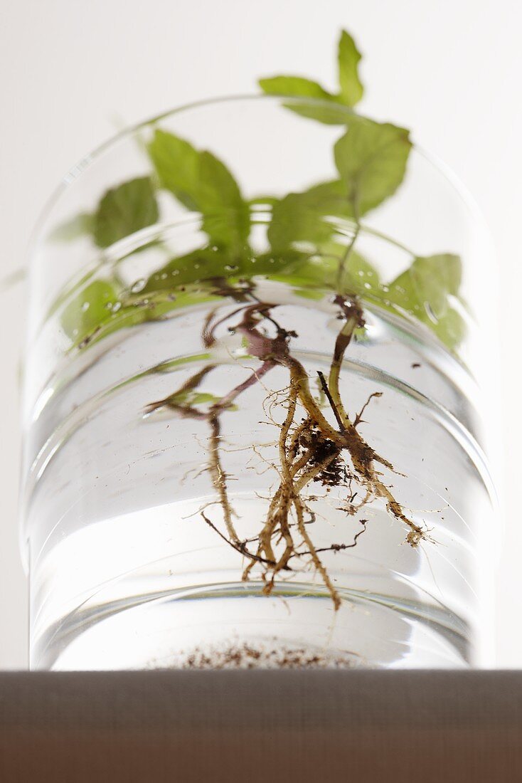 Pfefferminzpflanzen im Wasserglas