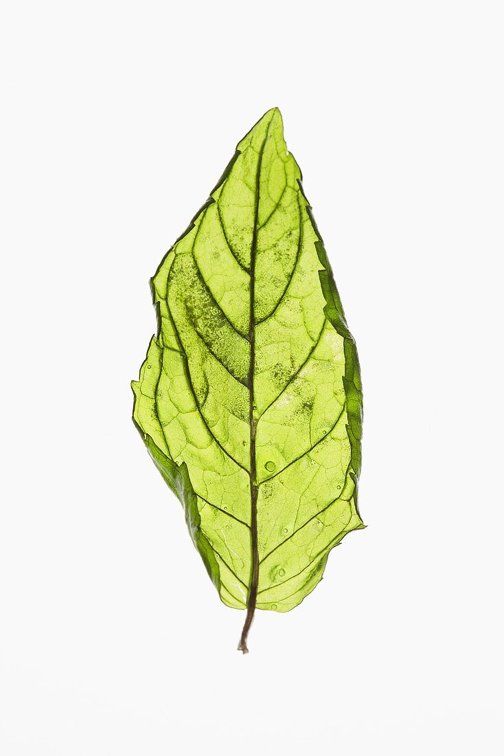 A fried mint leaf