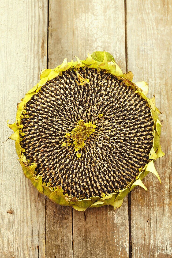 A dried sunflower, seen from above