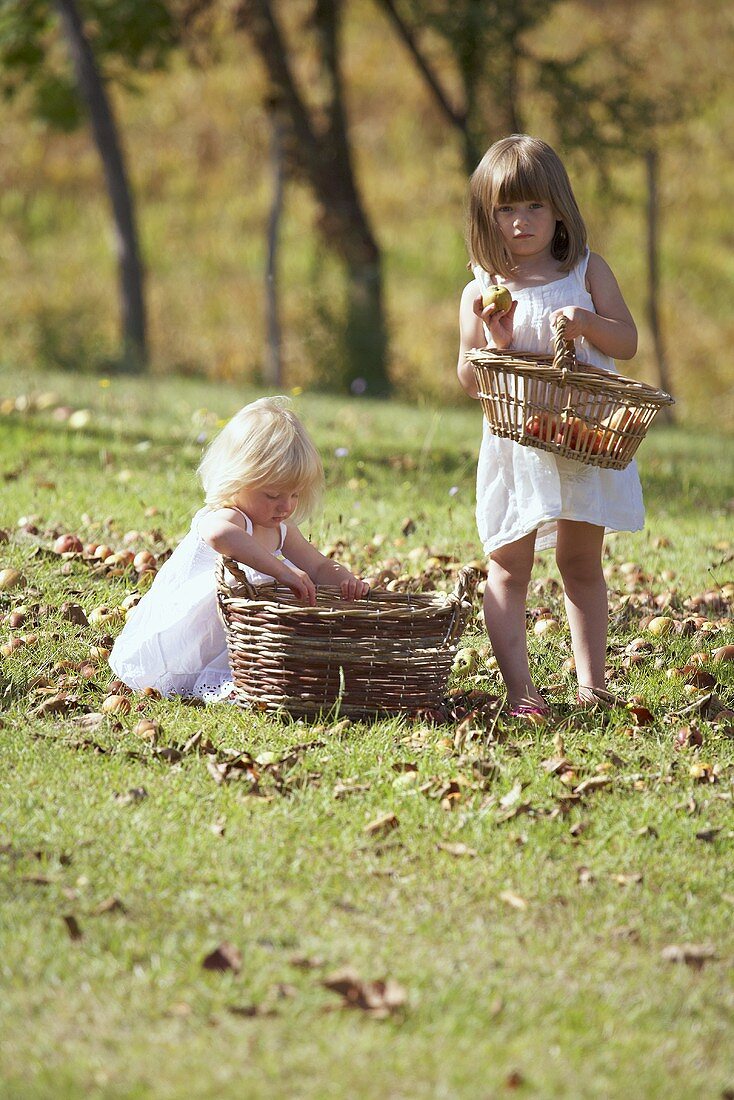 Two little girls collecting apples in a meadow