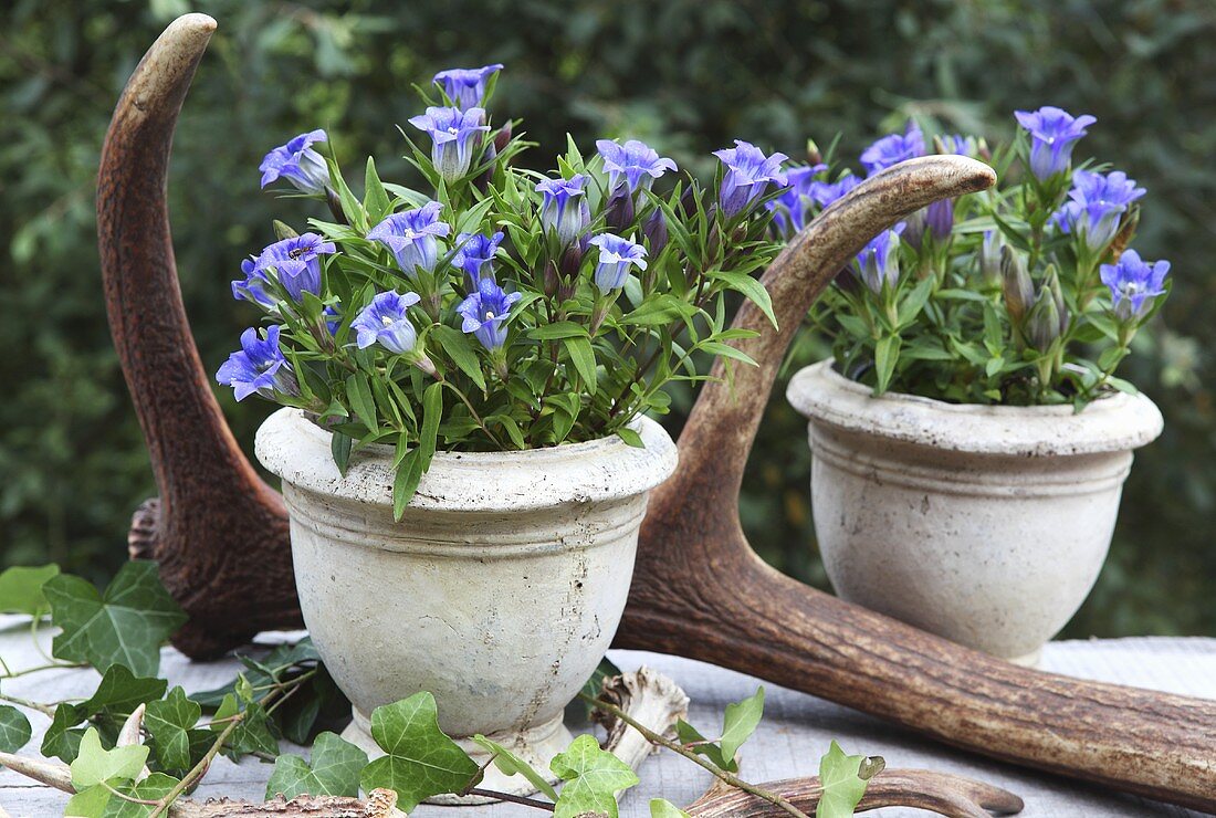 Gentiana in stone pots, antlers and ivy