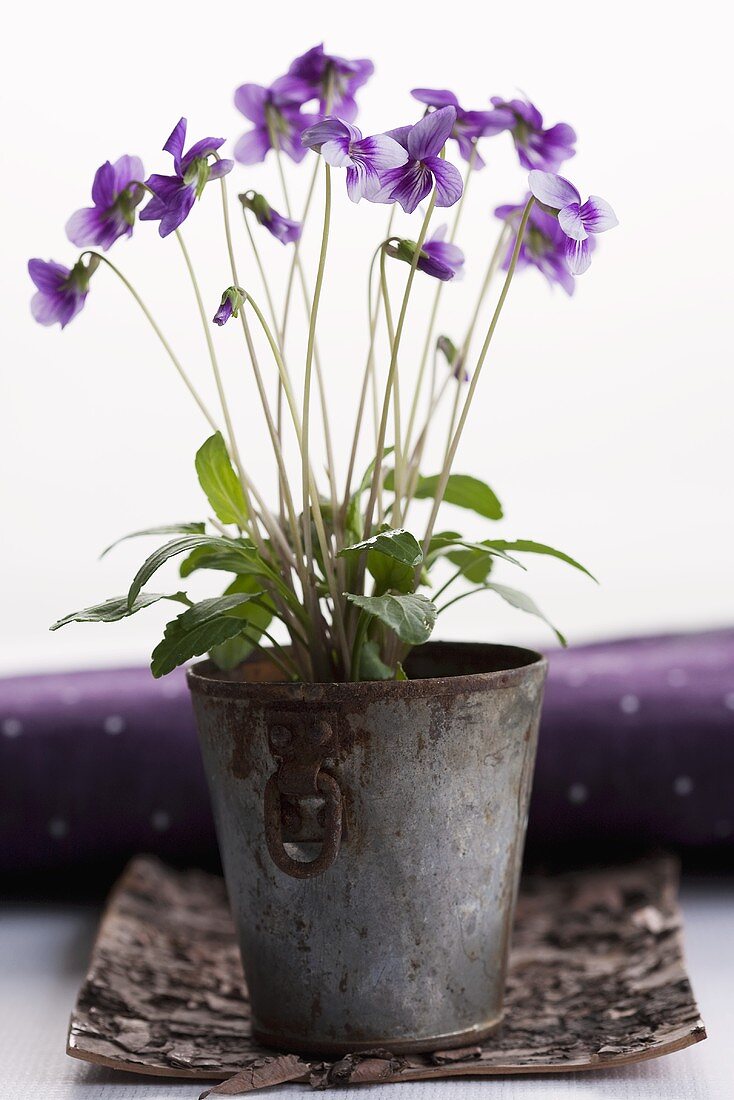 Duftveilchen im Topf (Viola odorata)