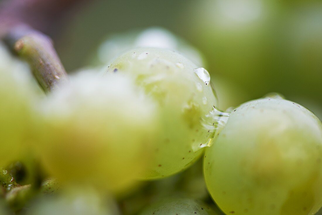 Wet Riesling grapes