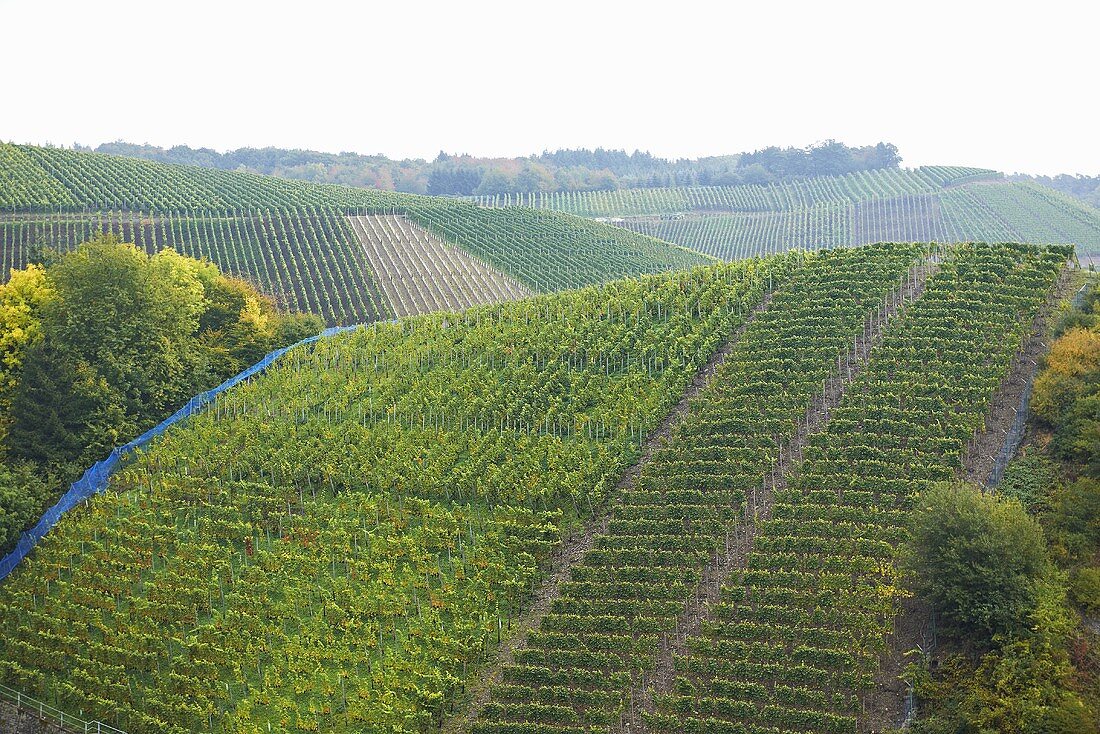 Vineyards (Ahr)