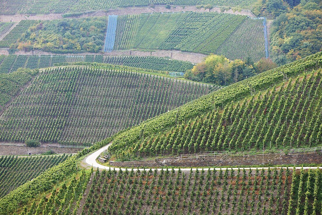Vineyards in the Ahr region
