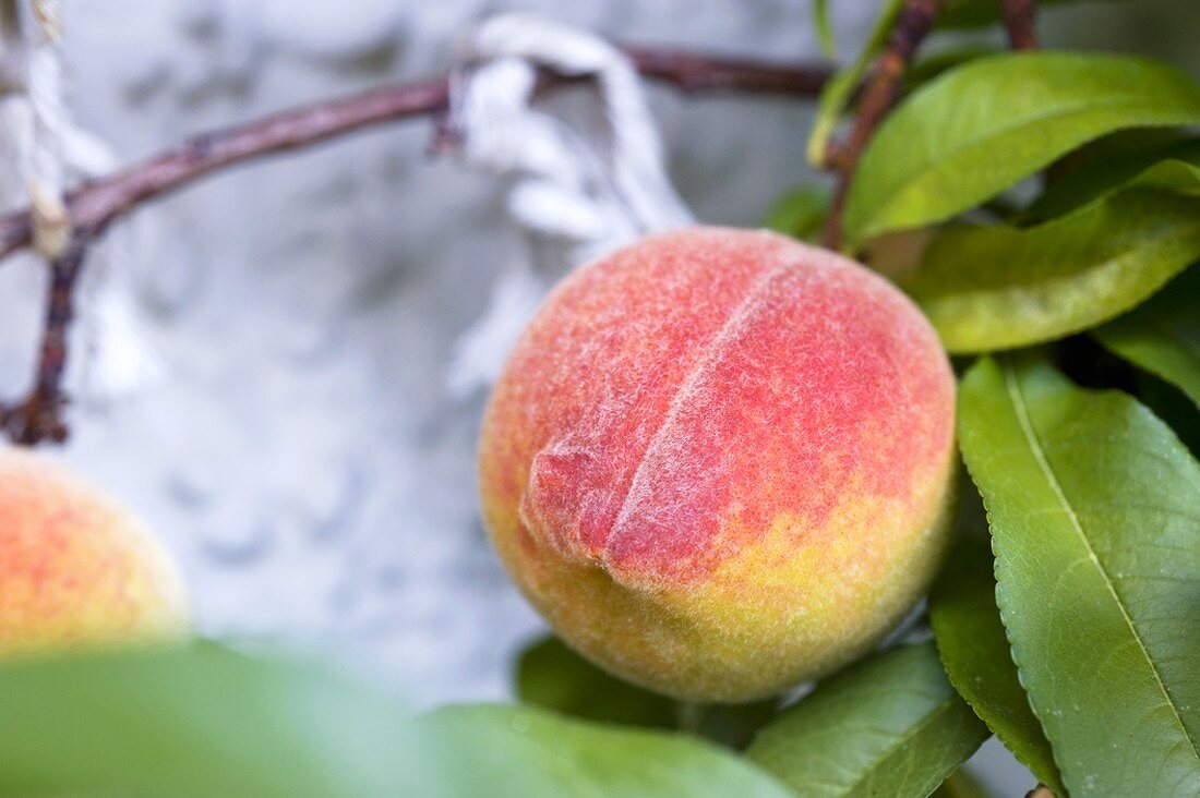 A peach on a tree